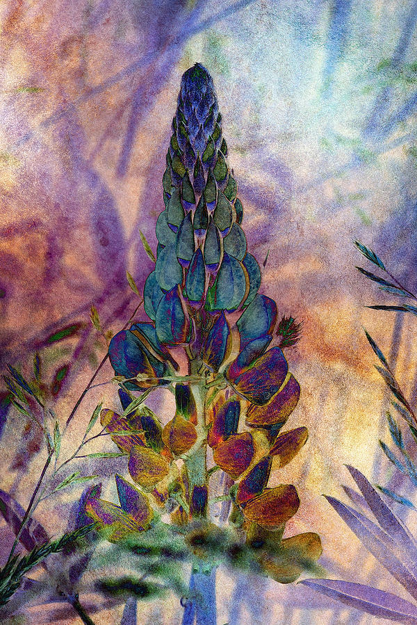 Island Lupin 6 Photograph by WB Johnston