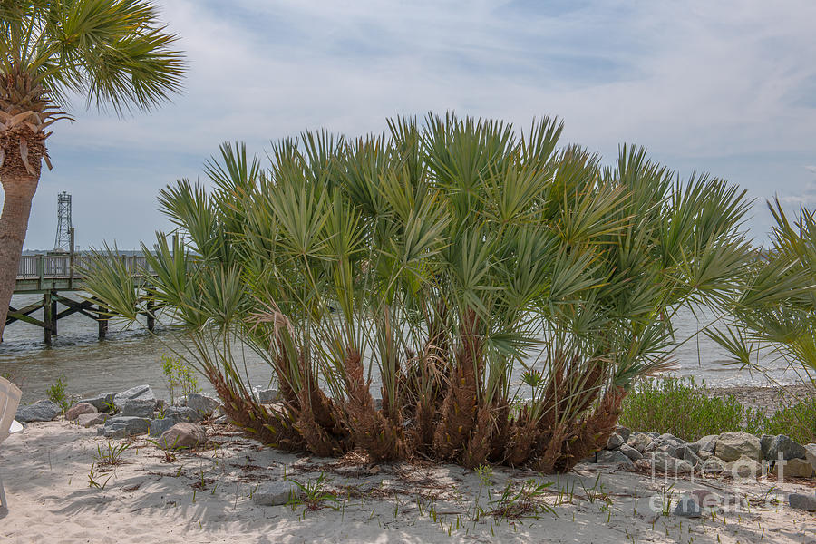 Island Palms Photograph by Dale Powell - Fine Art America