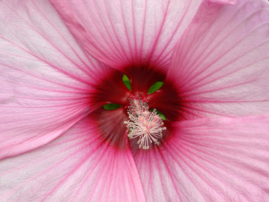 Hibiscus Painting - Island Passion by Kim Hibiscus Painting - Island Passion by Kim