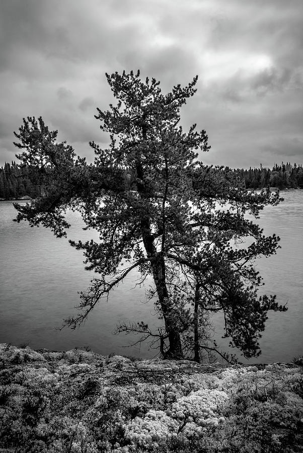 Island Pine, Biscotasing Lake Photograph by Joshua Hakin | Fine Art America