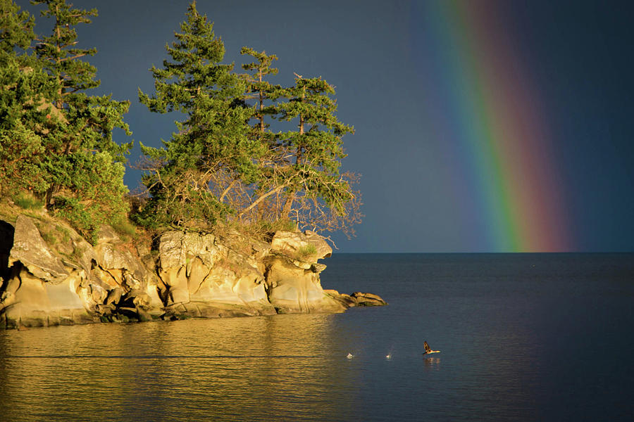 Duck Photograph - Island Rainbow by Dan Pearce Duck Photograph - Island Rainbow by Dan Pearce