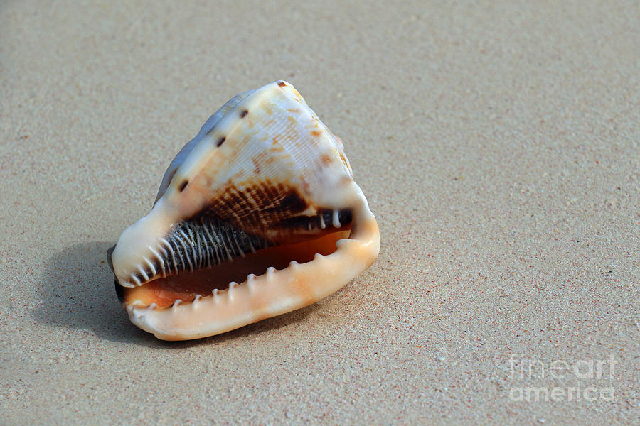 Island Seashell I Photograph by Mary Haber