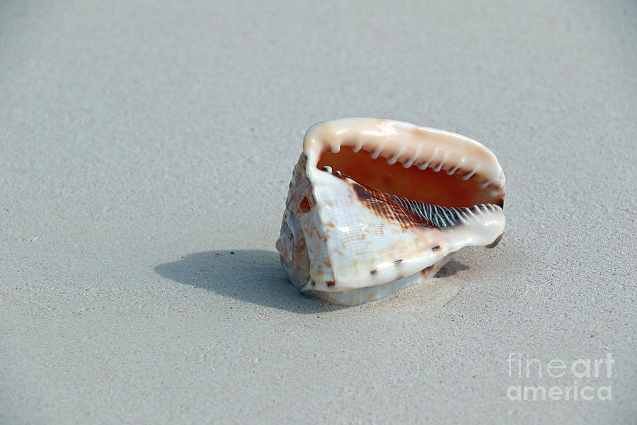 Island Shell II Photograph by Mary Haber