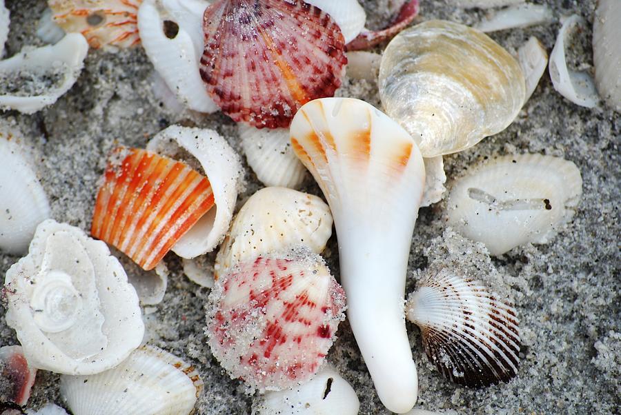 Shell Photograph - Island Shells by Peter  McIntosh