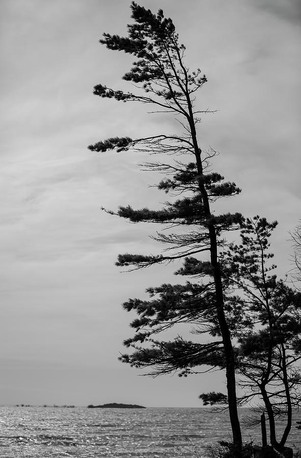 Island tree Photograph by Ty Helbach