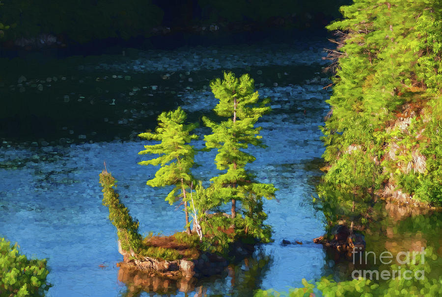 Island with Cedar and Pine Trees Photograph by Les Palenik