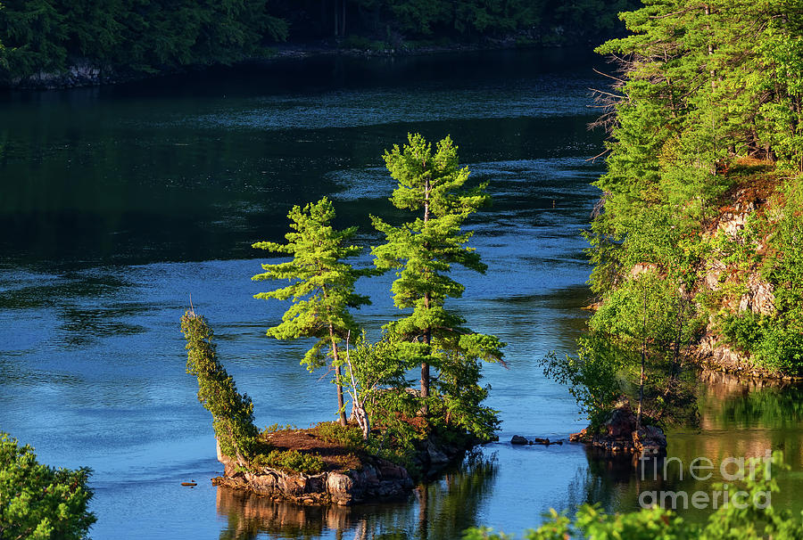 Island with Two Pines and a Cedar trees Photograph by Les Palenik
