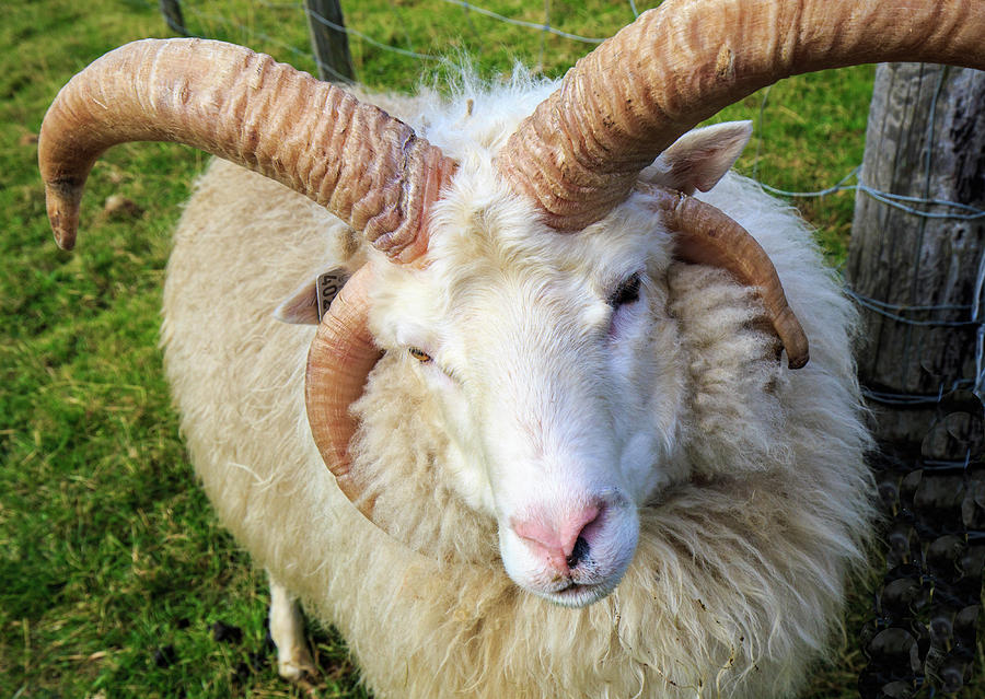 Islandic Sheep with two sets of horns Photograph by Allan Levin