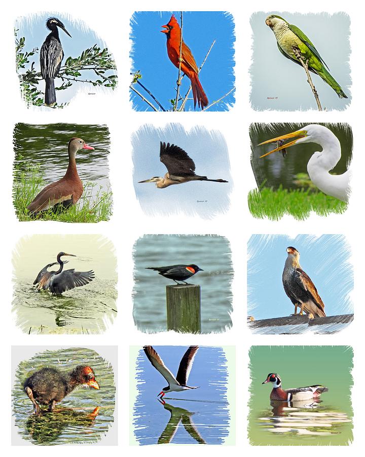 Isles Birds Collage Photograph by T Guy Spencer