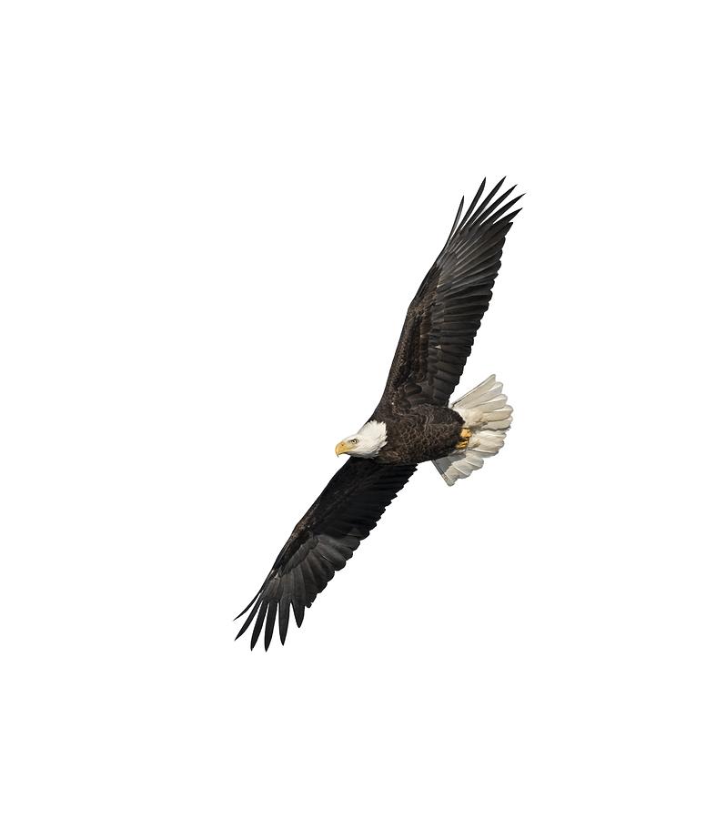 Isolated American Bald Eagle 2016-3 Photograph by Thomas Young