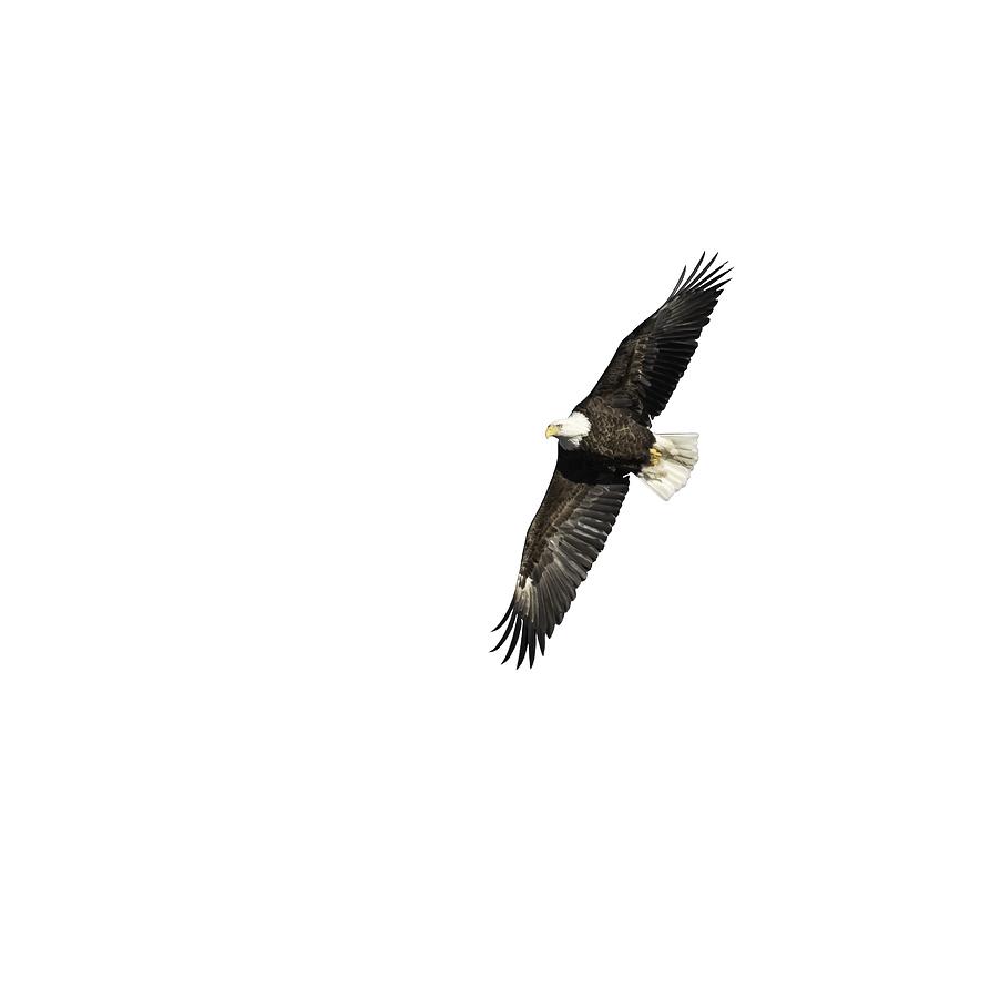 Isolated American Bald Eagle 2016-7 Photograph by Thomas Young