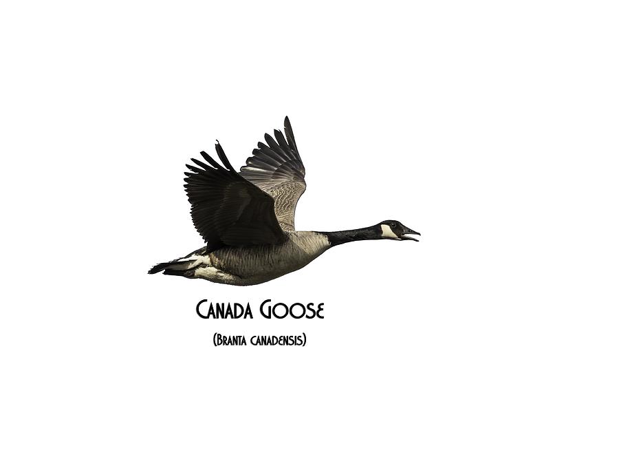 Bird Photograph - Isolated Canada Goose 2015-1 by Thomas Young