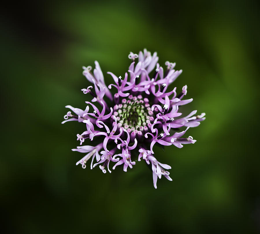 Isolated flower Photograph by Jason Moynihan
