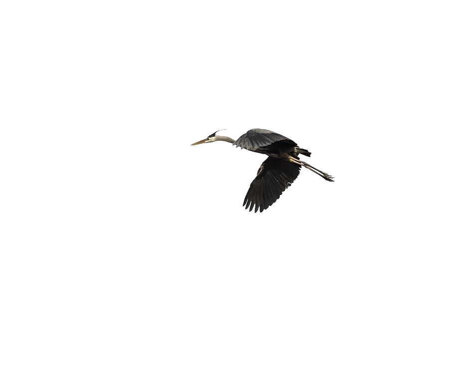 Isolated Great Blue Heron 2015-1 Photograph by Thomas Young