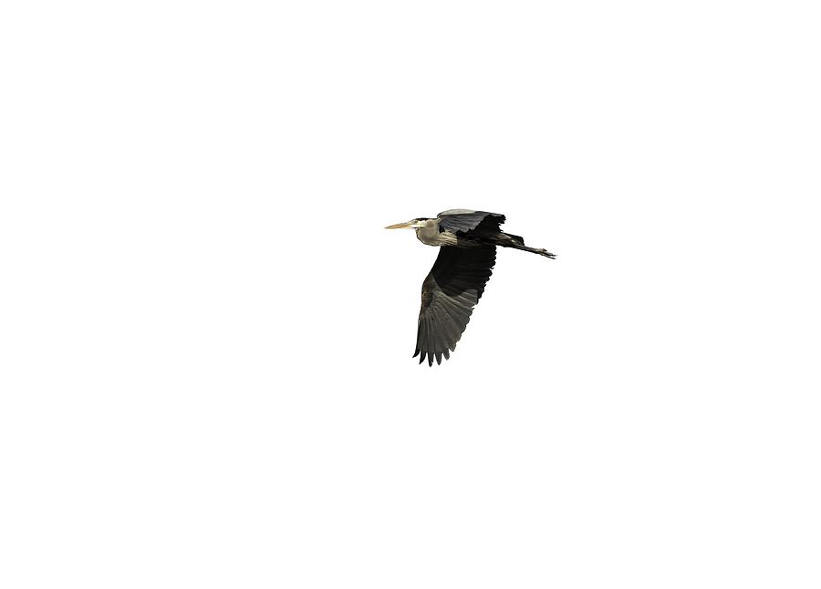 Isolated Great Blue Heron 2015-4 Photograph by Thomas Young