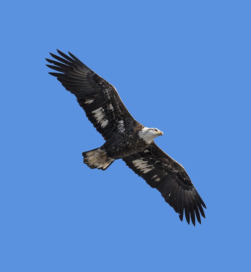 Isolated Juvenile American Bald Eagle 2016-1 Photograph by Thomas Young