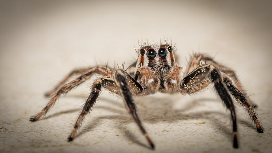 Pantropical Jumping Spider - TC INSECTS