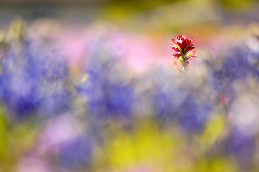 Isolated Paintbrush Photograph by Ted Keller