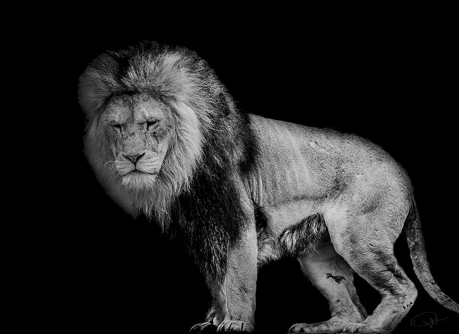 Wildlife Photograph - Isolated by Paul Neville
