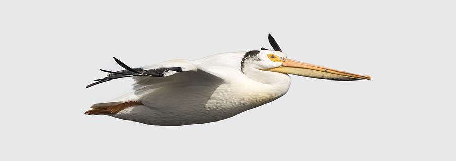 Isolated Pelican 2016-1 Photograph by Thomas Young