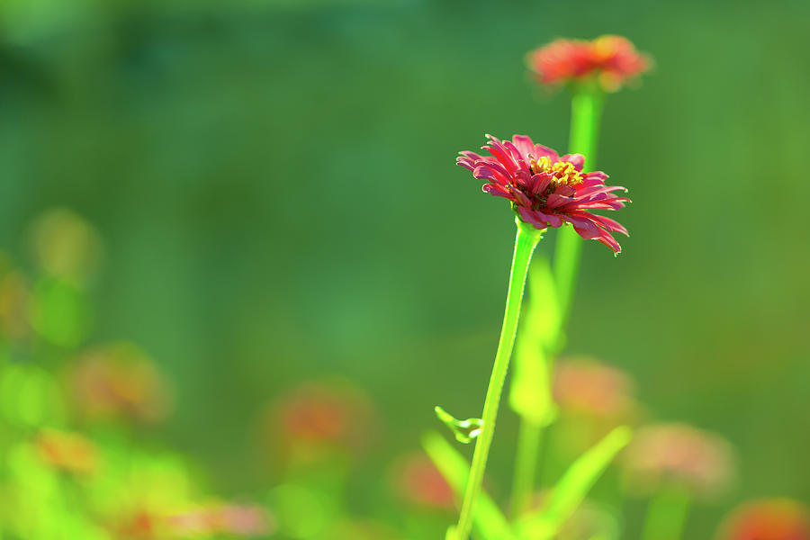 Isolated Pink Zinnia Photograph by SR Green