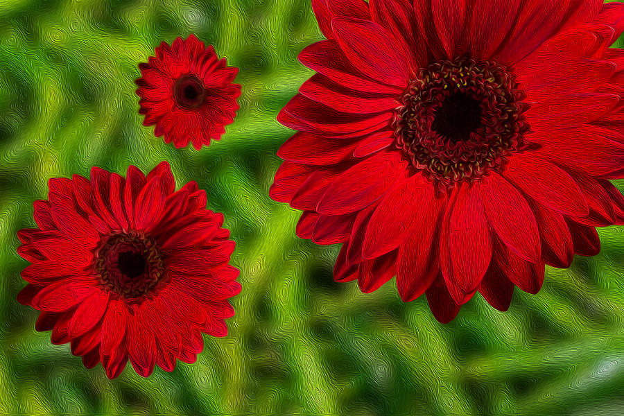 Isolated Red Gerbera Flowers in Oil Photograph by John Williams