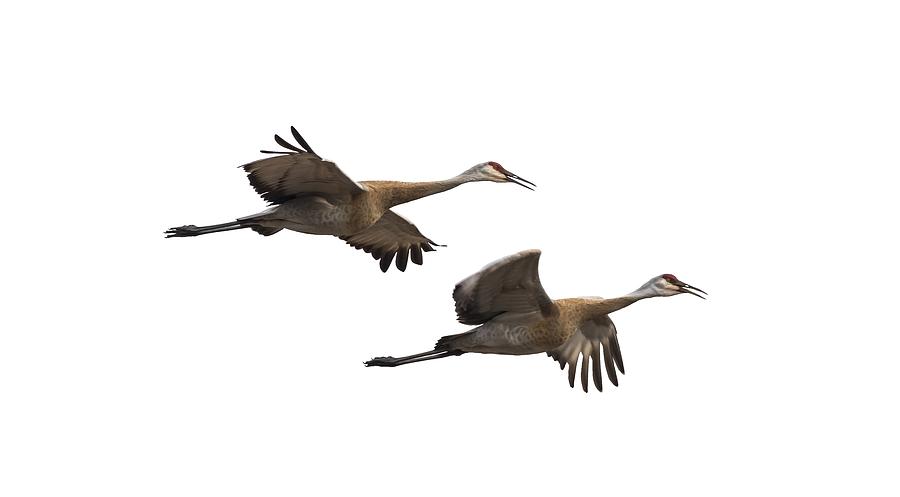 Spring Photograph - Isolated Sandhill Cranes 2016-1 by Thomas Young