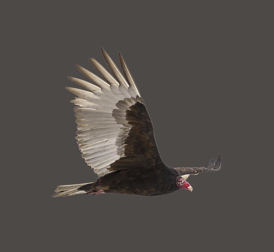 Isolated Turkey Vulture 2014-1 Photograph by Thomas Young