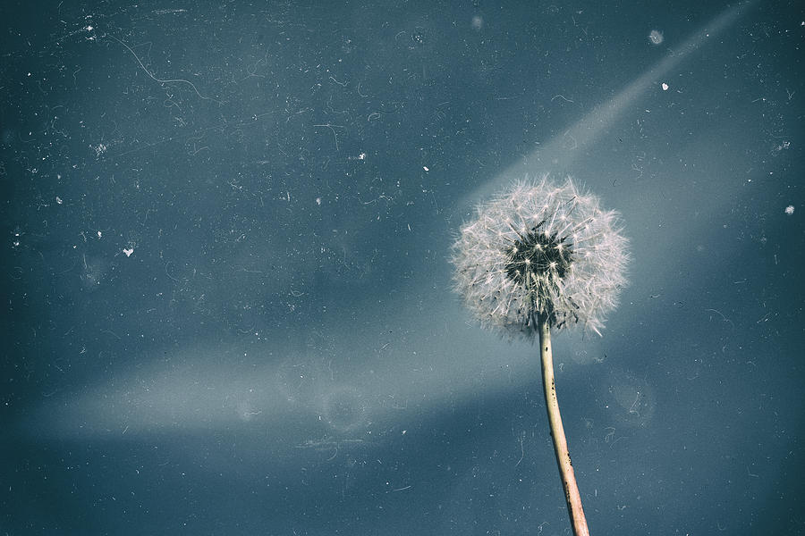 Isolated White Dandelion Against Blue Sky Photograph