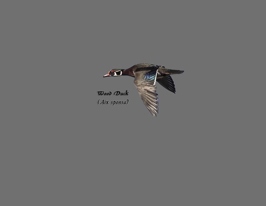 Isolated Wood Duck 2017-1 Photograph by Thomas Young