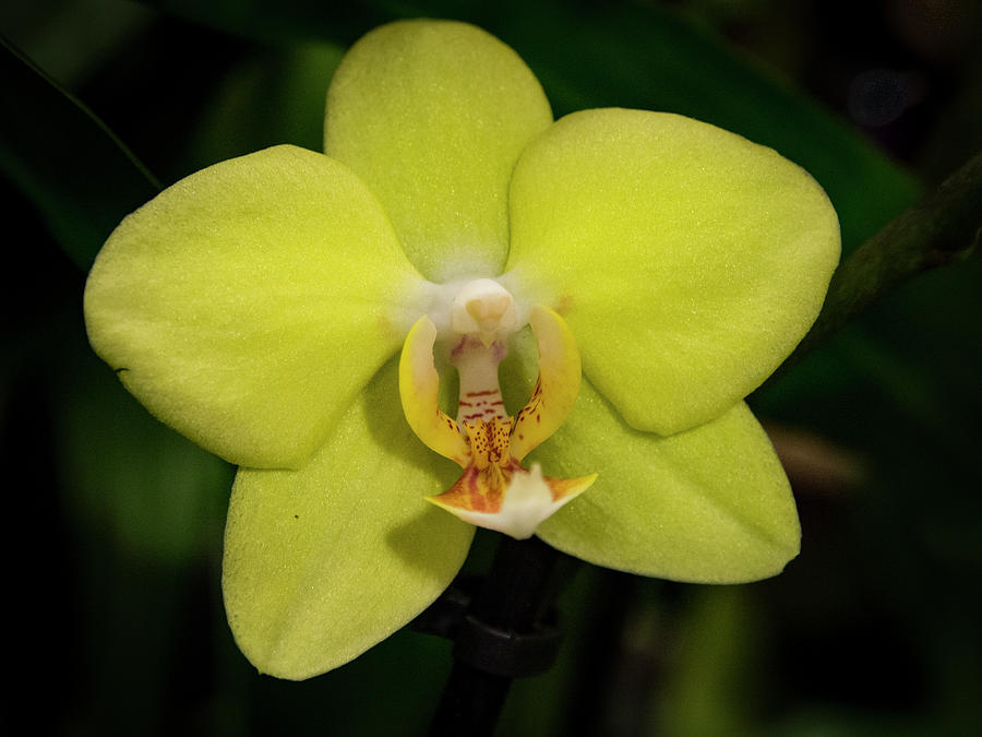 Nature Photograph - Isolated Yellow Orchid by Jean Noren