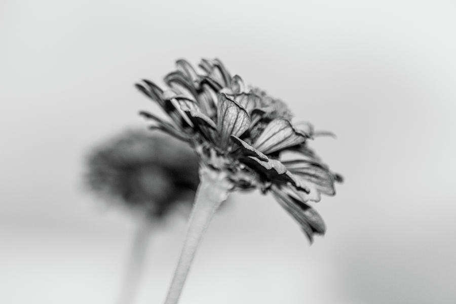 Isolated Zinnia Photograph by SR Green