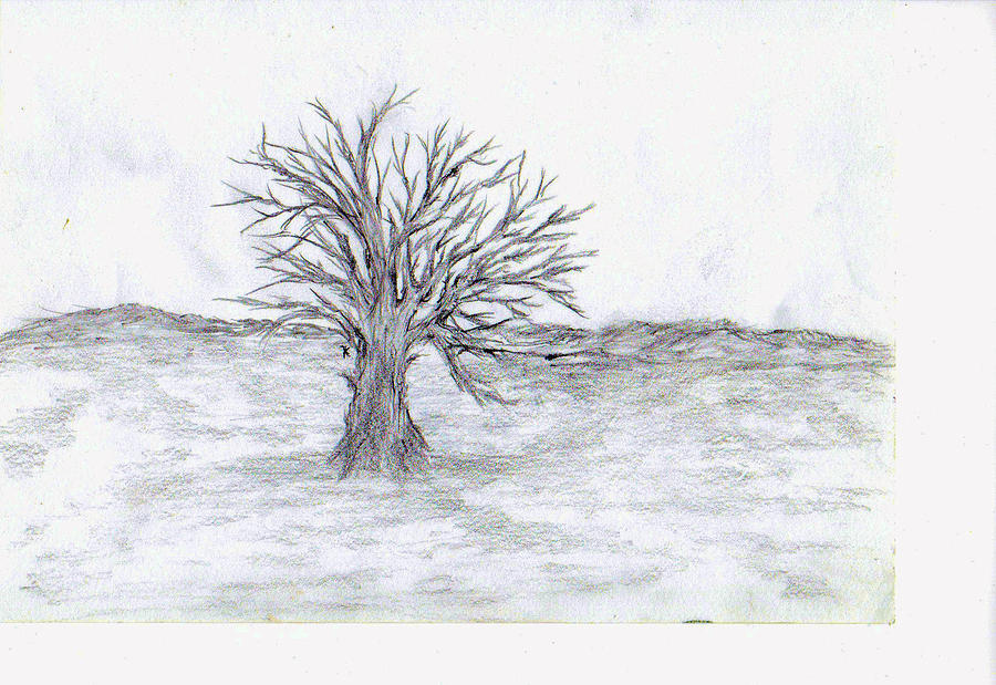 Tree Drawing - Isolation 3 by John Krakora