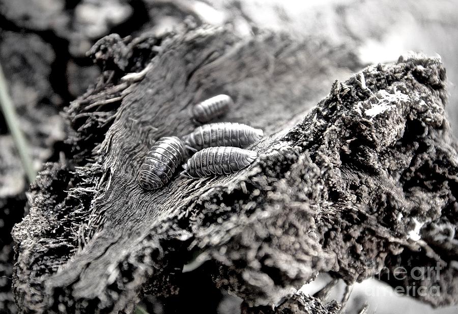 Isopod Photograph by Elisabeth Derichs