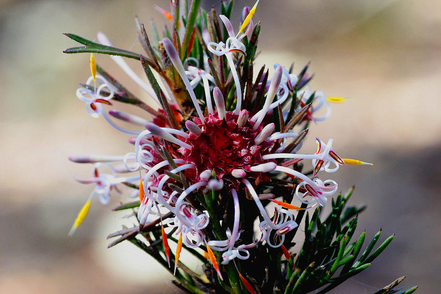 Isopogon Photograph by Tony Brown