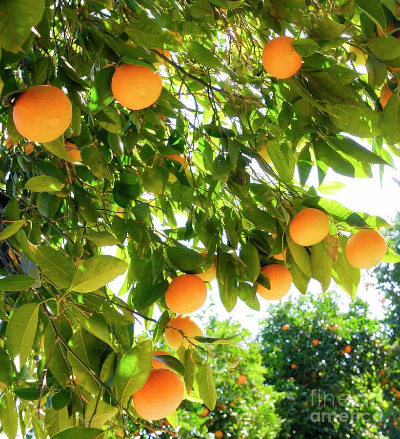 Israel, Ripe Oranges on an Orange tree Photograph by Ps-i