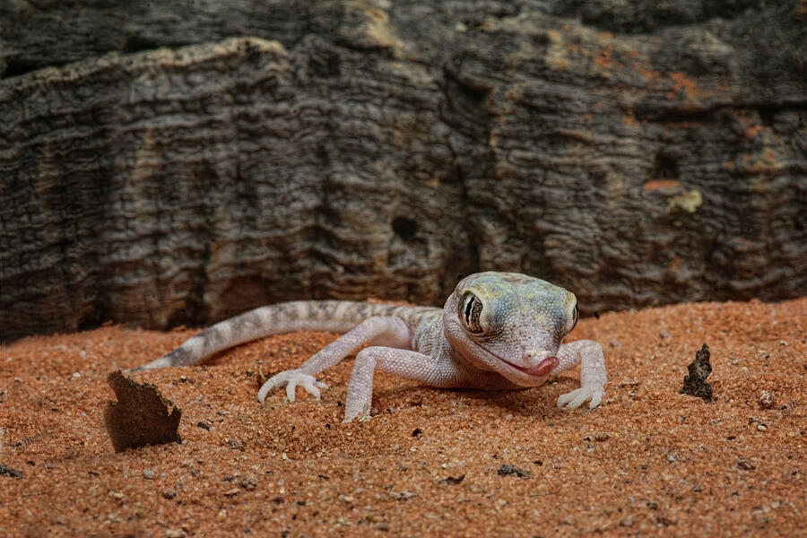 Israeli Sand Gecko - 1 Photograph by Nikolyn McDonald