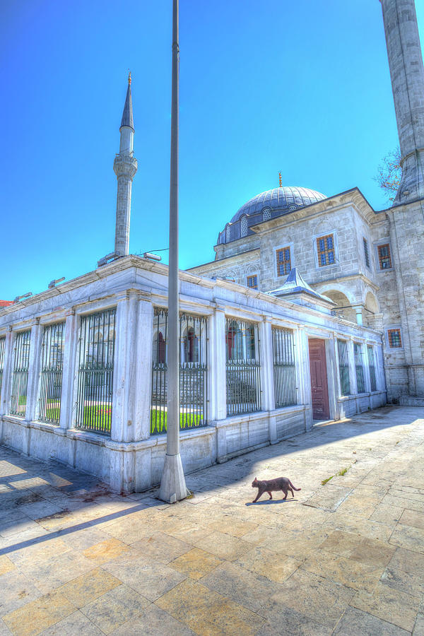 Istanbul Mosque Cat Photograph by David Pyatt