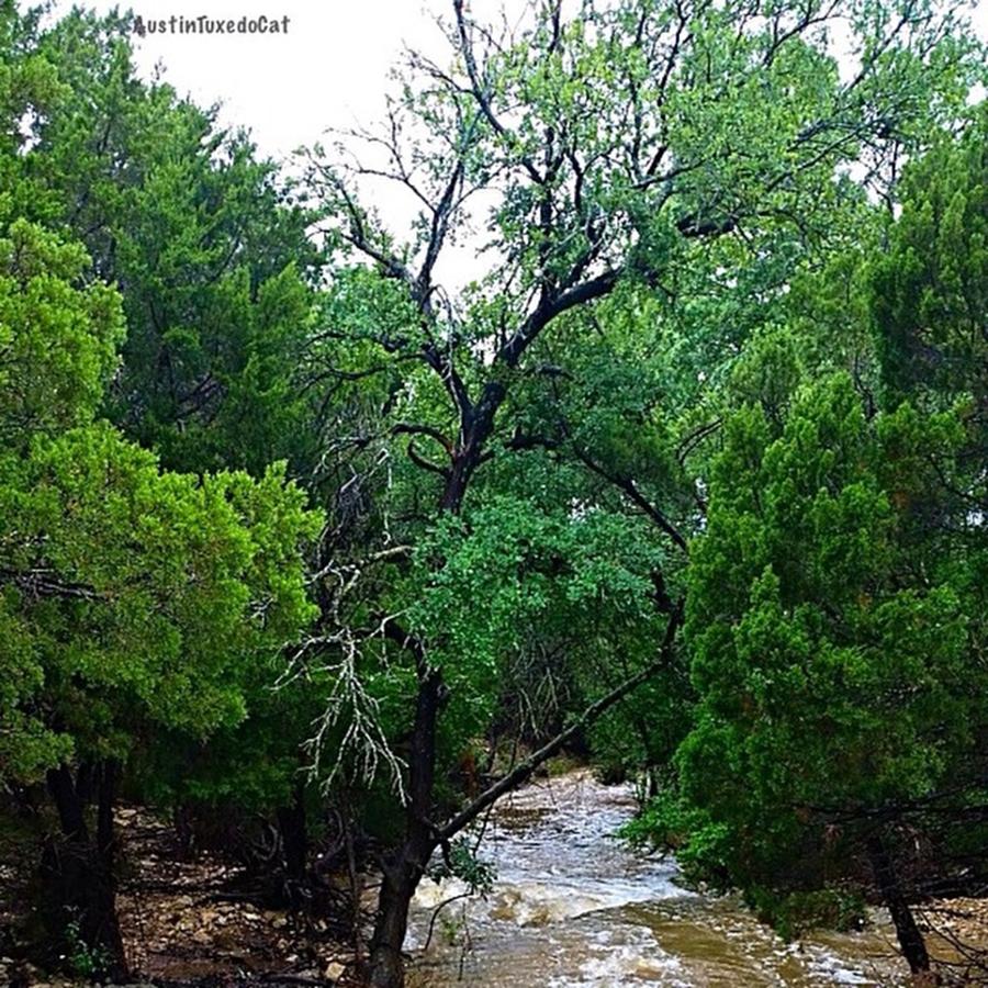 Tree Photograph - It Always Seems To #flood On by Austin Tuxedo Cat