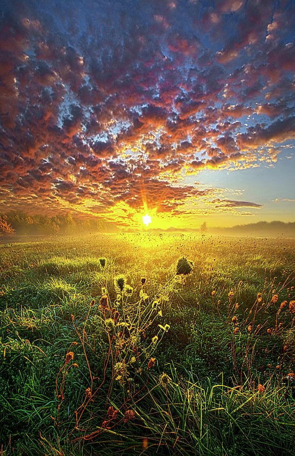 It Begins With A Word Photograph by Phil Koch