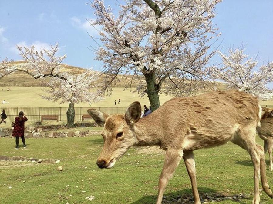 Deer Photograph - It Is A Deer And A Cherry Blossom.🌸 by Batabatabat Batayan