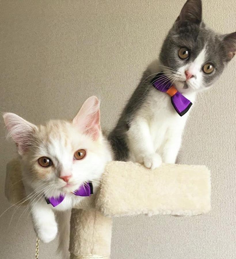Cat Photograph - It Is A Matching Ribbon Tie❣️ by Haruko Endo