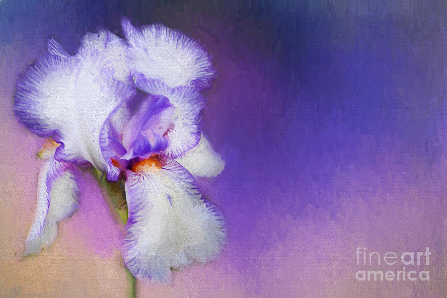 Iris Photograph - It is Spring Again No Quote by Darren Fisher