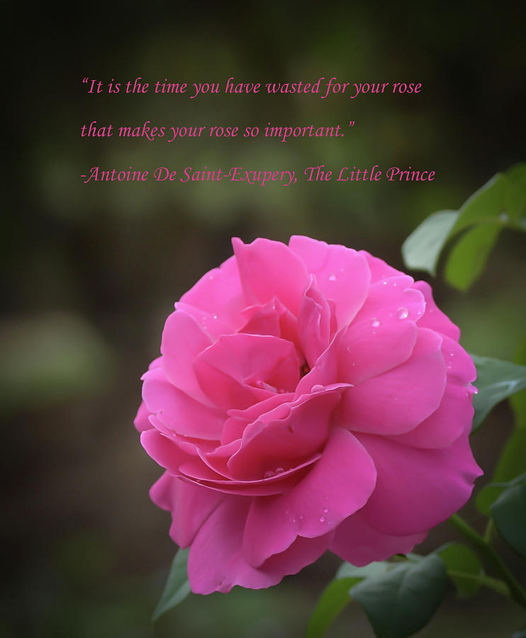 It Is the Time You Have Wasted on Your Rose Photograph by Dot Rambin ...