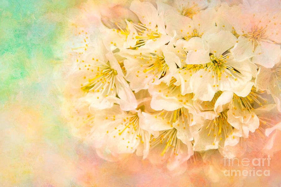 It is Written in the Blossoms Photograph by Marilyn Cornwell