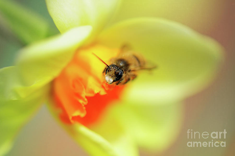 It Just Wouldnt Bee Spring Without ... Photograph by Lois Bryan