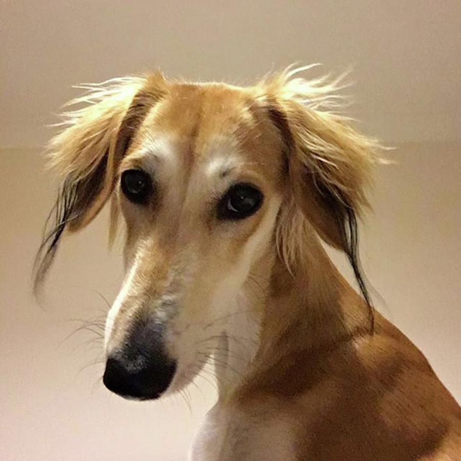 Saluki Photograph - It Looks Like It Will Be A Bad Hair Day by John Edwards
