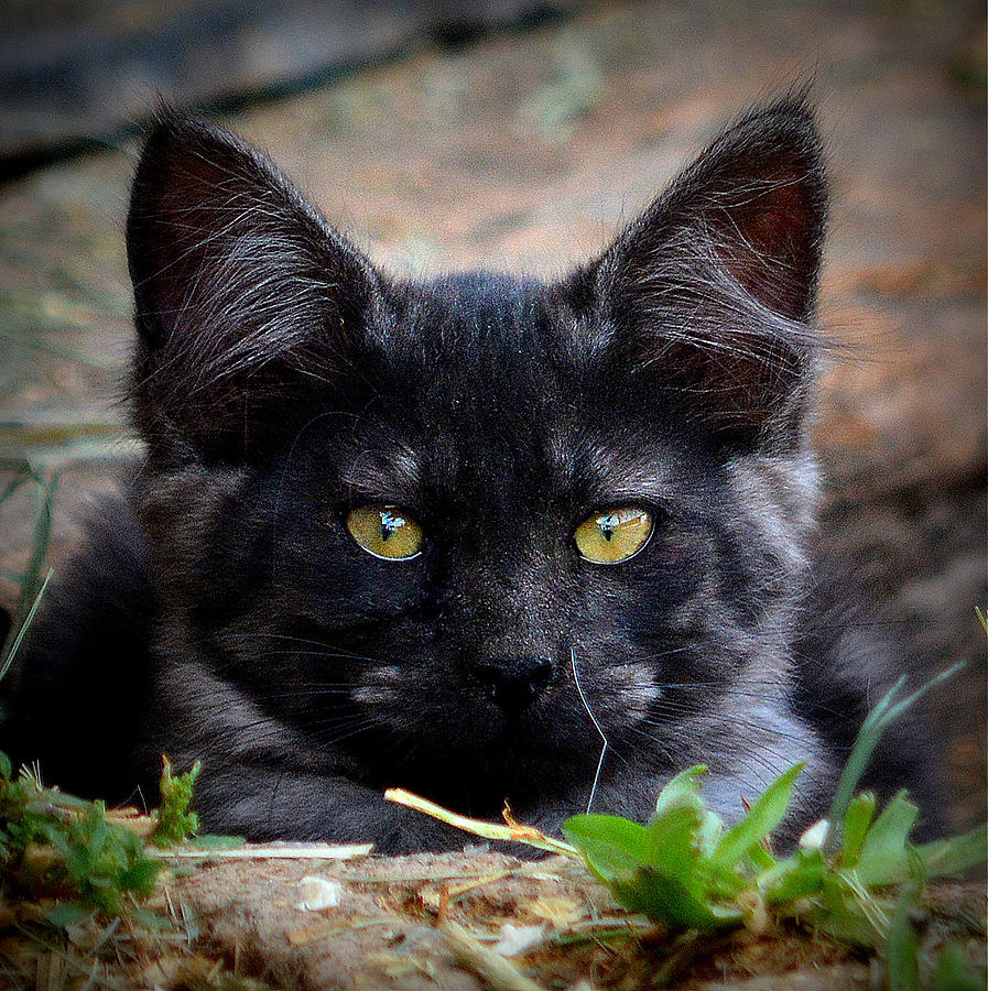 Black Cat Photograph - It Must be Halloween by Barbara Dudley