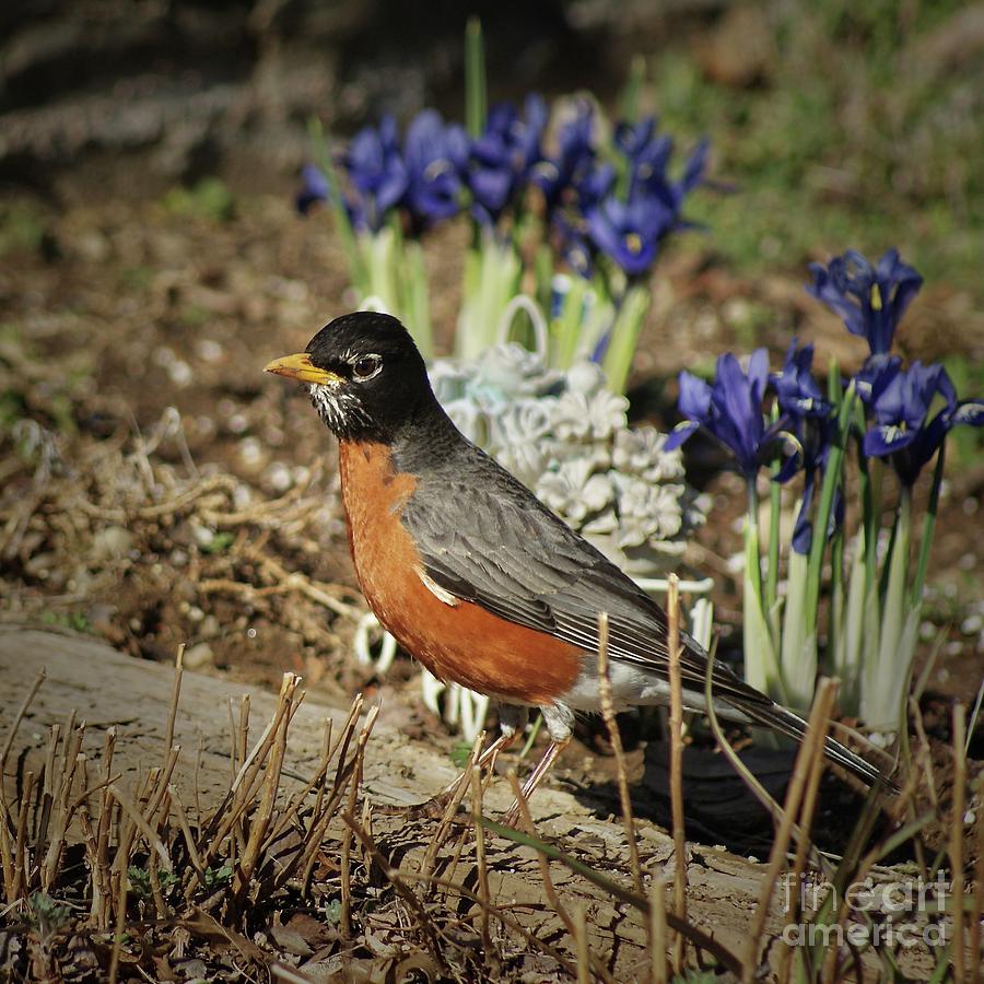 It must be Spring Red Breasted Robin Photograph by Margie Avellino