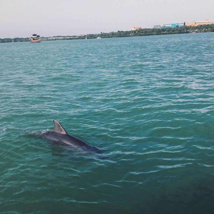 It Was A Day With The Dolphins. 🌊 Photograph by Kailyn Ramos